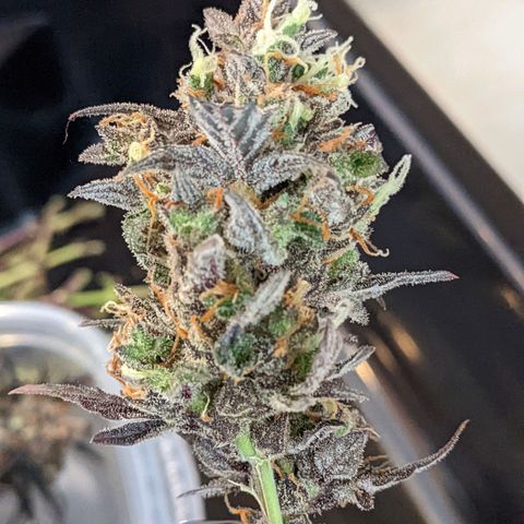 White Widow Auto growlog timeline photo