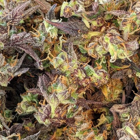 White Widow Auto growlog timeline photo