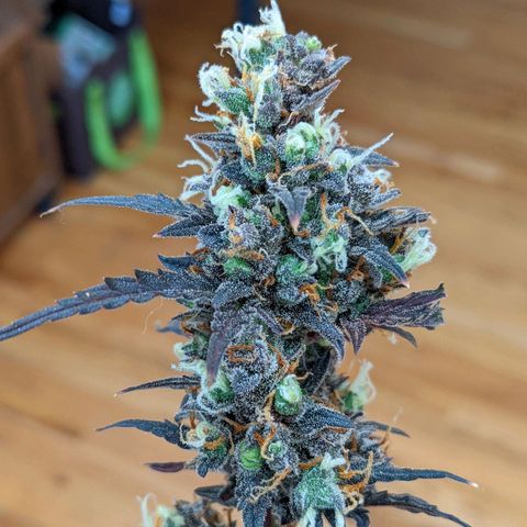White Widow Auto growlog timeline photo