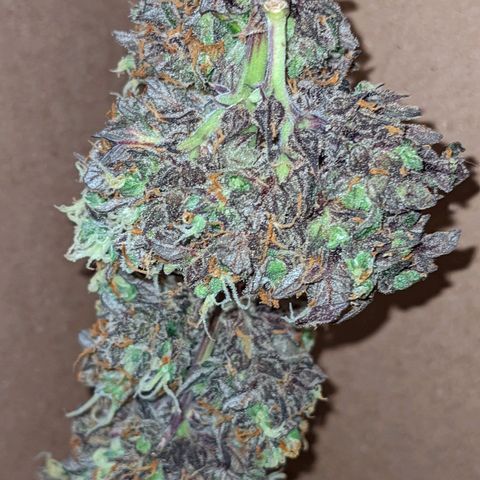 White Widow Auto growlog timeline photo
