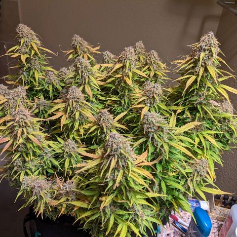 White Widow Auto growlog timeline photo