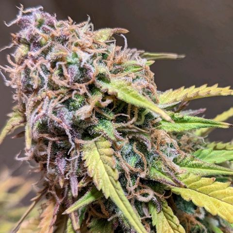 White Widow Auto growlog timeline photo