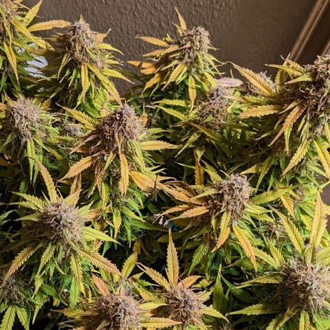 White Widow Auto growlog timeline photo