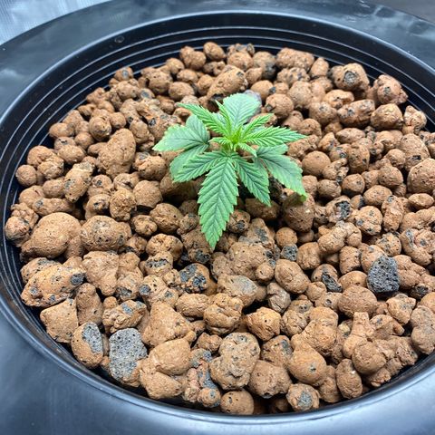 Lady 1 growlog timeline photo