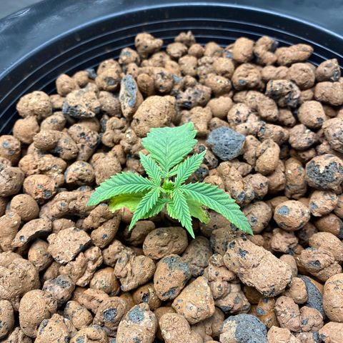 Lady 2 growlog timeline photo