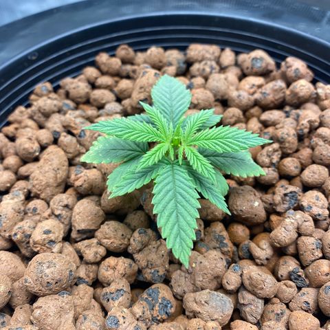 Lady 1 growlog timeline photo