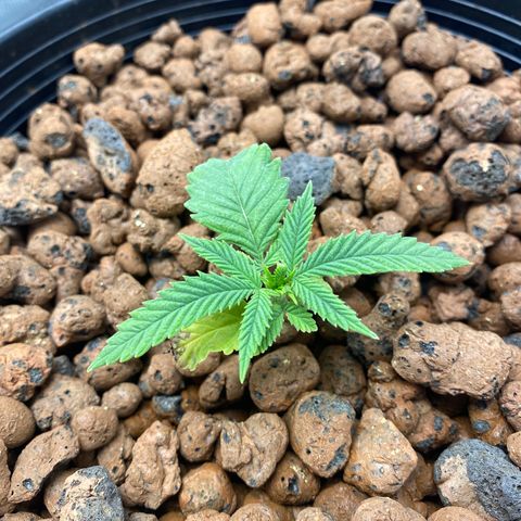 Lady 2 growlog timeline photo