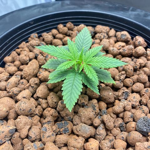 Lady 1 growlog timeline photo