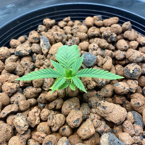 Lady 2 growlog timeline photo