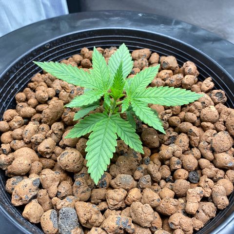 Lady 1 growlog timeline photo