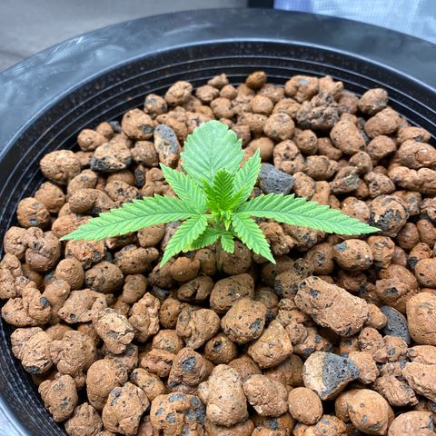 Lady 2 growlog timeline photo