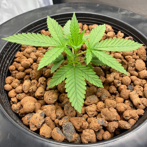 Lady 1 growlog timeline photo