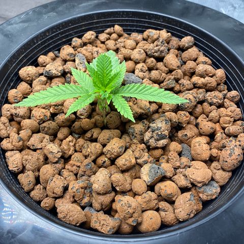 Lady 2 growlog timeline photo