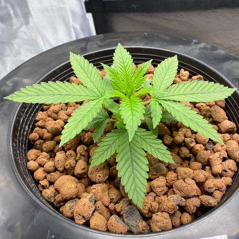 Lady 1 growlog timeline photo