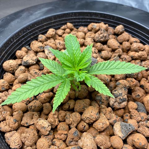 Lady 2 growlog timeline photo