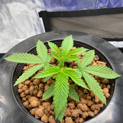 Lady 1 growlog timeline photo
