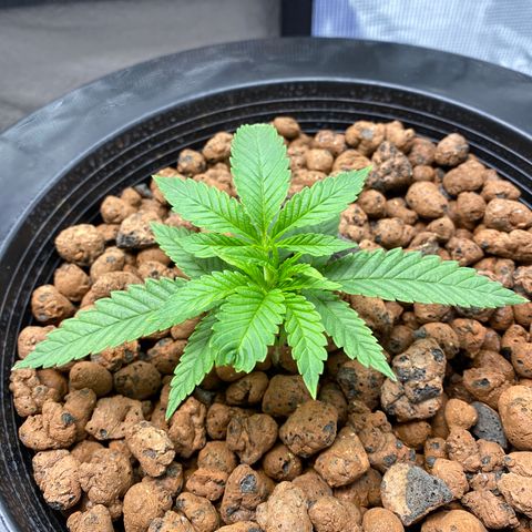 Lady 2 growlog timeline photo