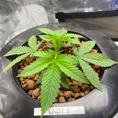 Lady 1 growlog timeline photo