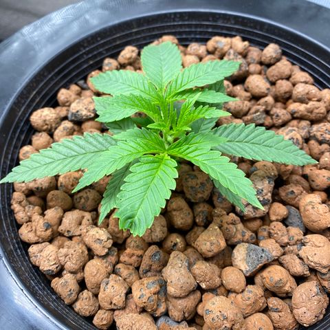 Lady 2 growlog timeline photo