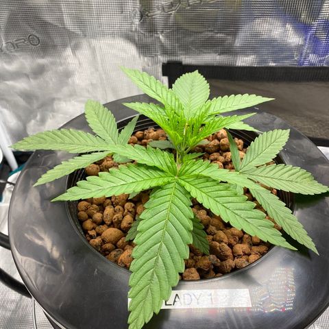 Lady 1 growlog timeline photo