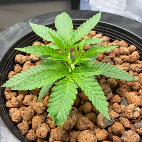 Lady 2 growlog timeline photo