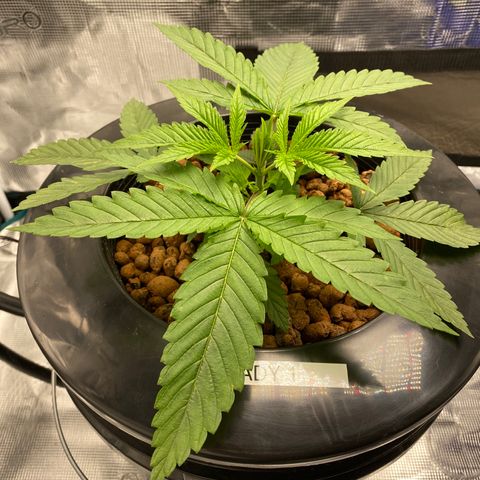 Lady 1 growlog timeline photo