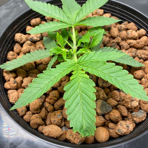 Lady 2 growlog timeline photo
