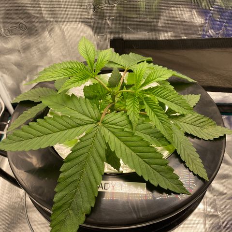 Lady 1 growlog timeline photo
