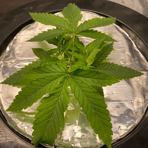 Lady 2 growlog timeline photo