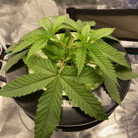 Lady 1 growlog timeline photo