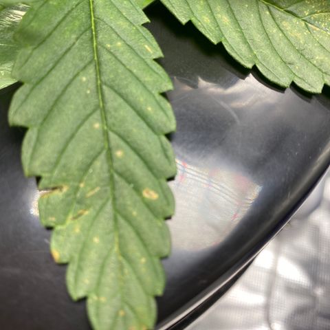 Lady 1 growlog photo: Looks to be a nitrogen deficiency. Swapped out nutrients with increased levels.