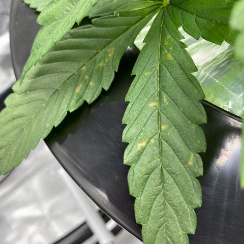 Lady 1 growlog photo: Looks to be a nitrogen deficiency. Swapped out nutrients with increased levels.