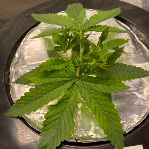 Lady 2 growlog timeline photo