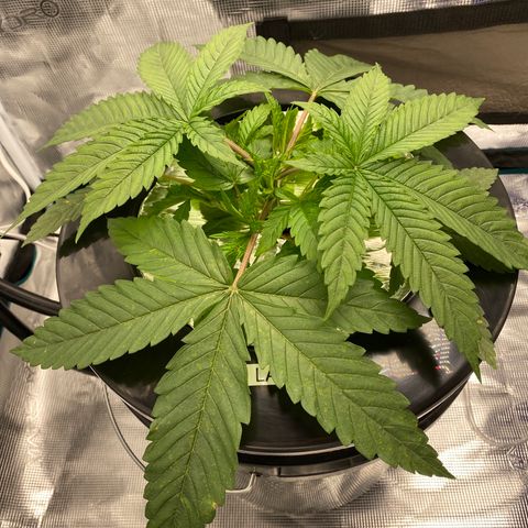 Lady 1 growlog timeline photo