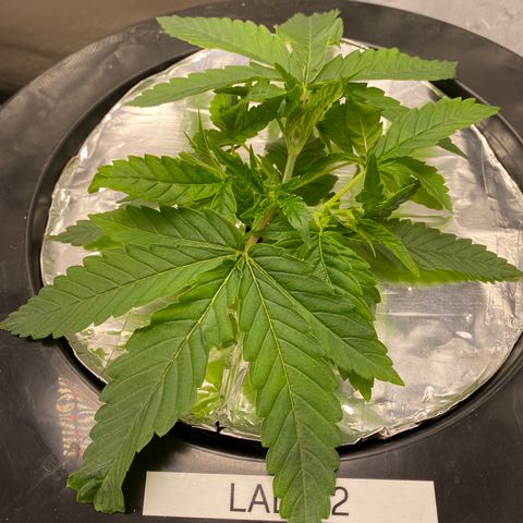 Lady 2 growlog timeline photo