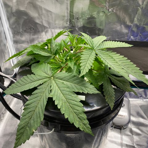 Lady 1 growlog timeline photo