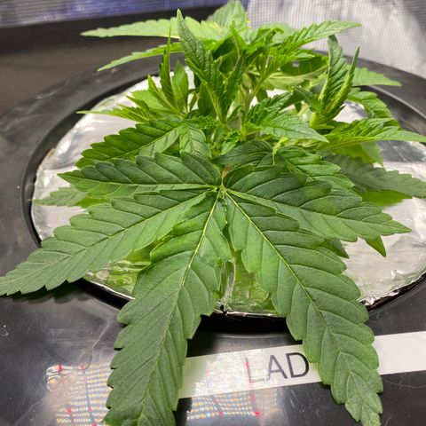 Lady 2 growlog timeline photo