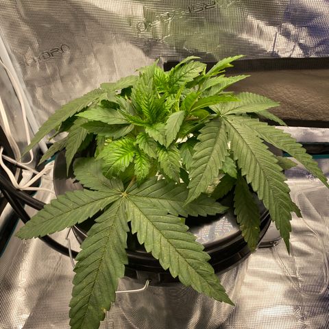 Lady 1 growlog timeline photo