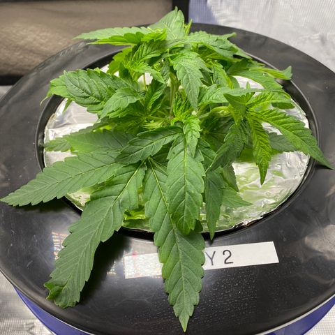 Lady 2 growlog timeline photo
