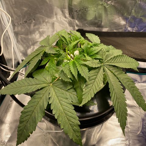 Lady 1 growlog timeline photo