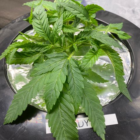 Lady 2 growlog timeline photo