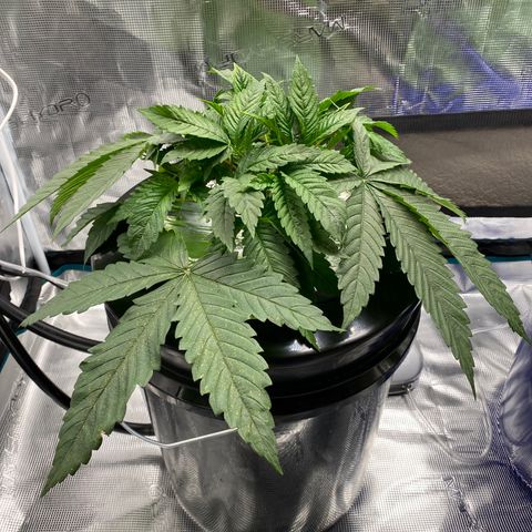 Lady 1 growlog timeline photo