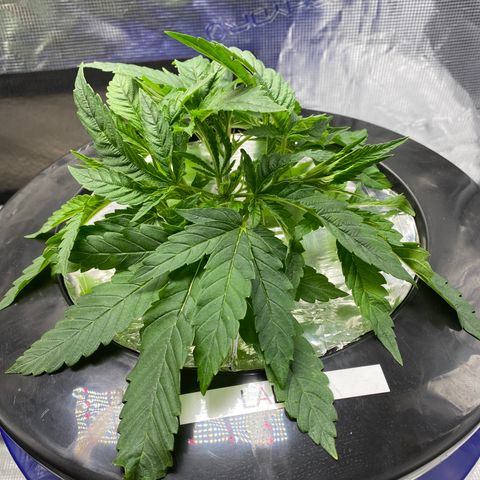 Lady 2 growlog timeline photo
