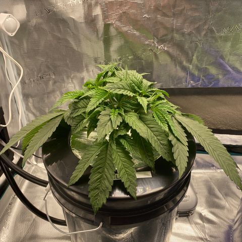 Lady 1 growlog timeline photo