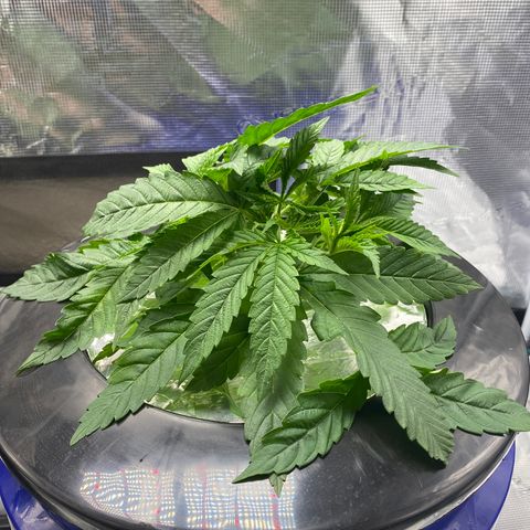 Lady 2 growlog timeline photo