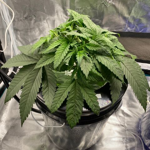 Lady 1 growlog timeline photo