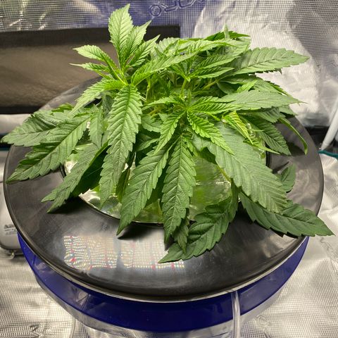 Lady 2 growlog timeline photo