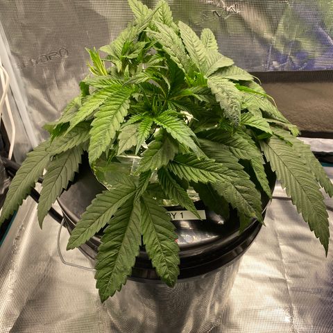 Lady 1 growlog timeline photo