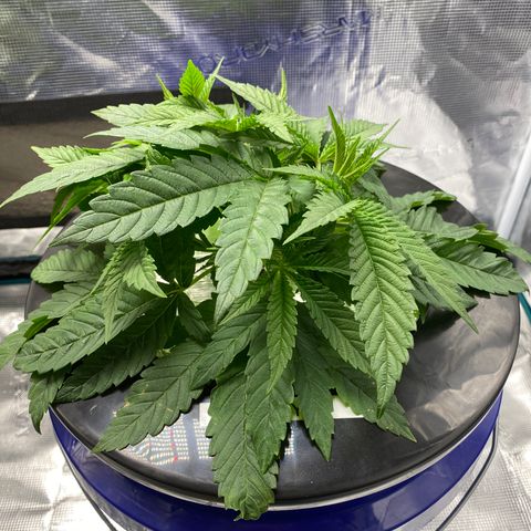 Lady 2 growlog timeline photo