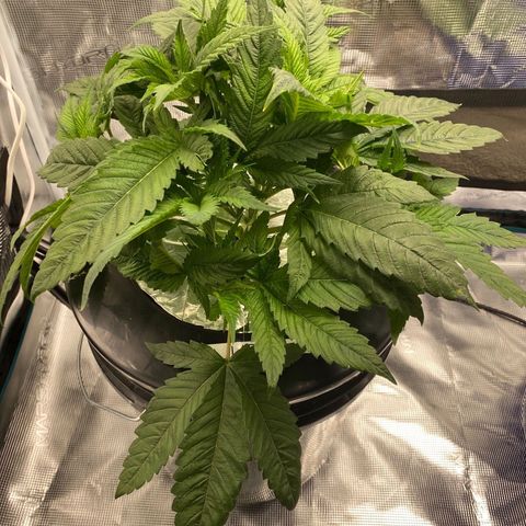 Lady 1 growlog timeline photo